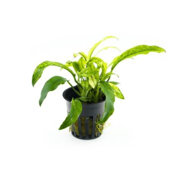 Stoffels Anubias barteri var glabra Variegata