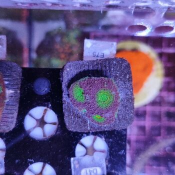 Acanthastrea echinata E75