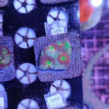 Acanthastrea echinata D41