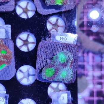 Acanthastrea echinata C44