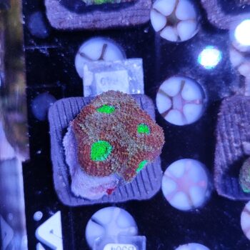 Acanthastrea echinata F49