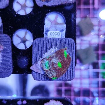 Acanthastrea echinata B560