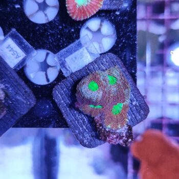 Acanthastrea echinata F11