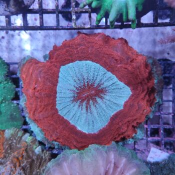 Acanthophyllia deshayesiana (41509)