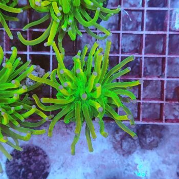 Euphyllia glabrescens 1 (Holy Grail)