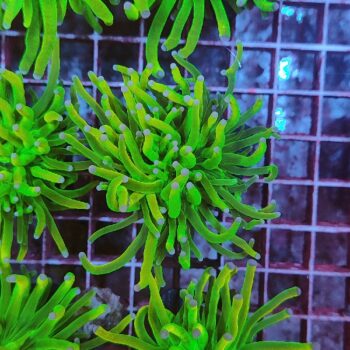 Euphyllia glabrescens 2 (Holy Grail)