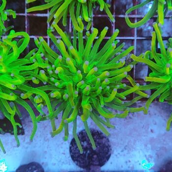 Euphyllia glabrescens 4 (Holy Grail)