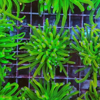 Euphyllia glabrescens 5 (Holy Grail)