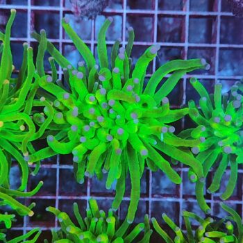 Euphyllia glabrescens N95 (Holy Grail)