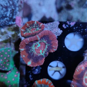 Acanthastrea lordhowensis 1