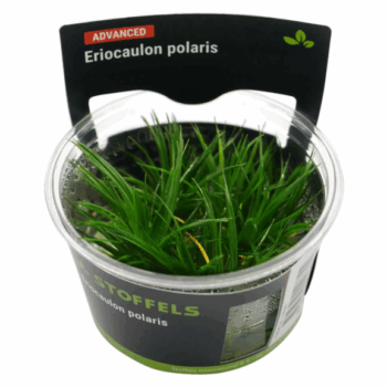 S.I Eriocaulon polaris in-vitro