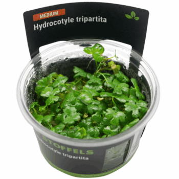 S.I Hydrocotyle tripartita in-vitro