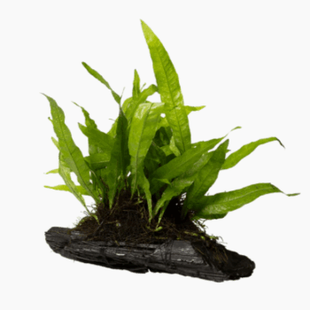 Stoffels Microsorum pteropus on wood Large