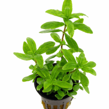 Stoffels Hygrophila polysperma