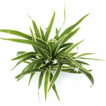 S.I Chlorophytum bichetii