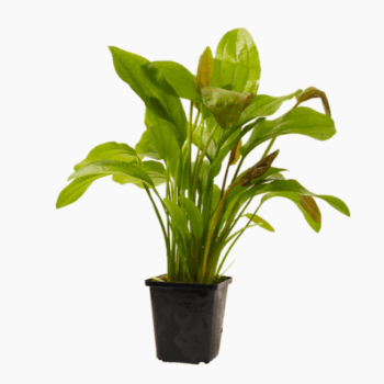 Stoffels Echinodorus MP