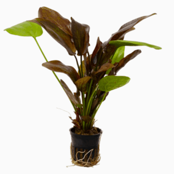 Stoffels Echinodorus Spotted Harbich