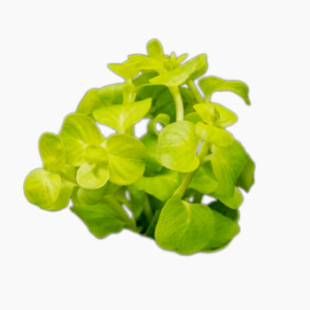 Stoffels Lysimachia nummularia Aurea