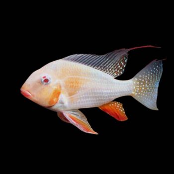Acarichthys heckelii- Albino Threadfin Acara 7cm