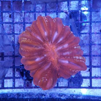 Cynarina metallic red 4 (41518)