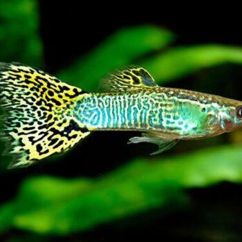 Poecilia reticulata-Green King Cobra Guppy Male 3-3.5 cm