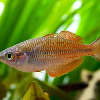Melanotaenia parva- Lake Kurumoi Rainbowfish 3-4cm