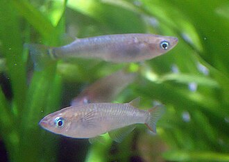 Oryzias woryzias latipes- Japanese Rice Fish