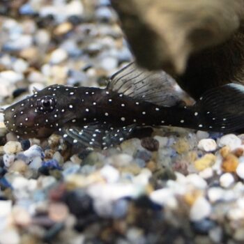 Ancistrus sp L144- Bristlenose Pleco 4-5cm