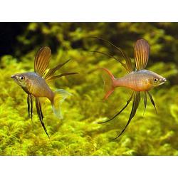 Iriatherina werneri- Irian Therina (in pairs)