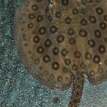 Potamotrygon motoro- Motoro Stingray 10-12cm