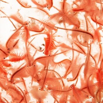 Lebendes Artemia 45 ml