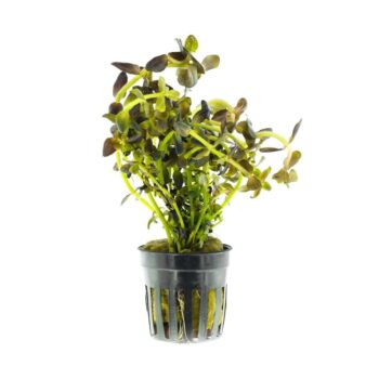 Stoffels Bacopa salzmanii Purple