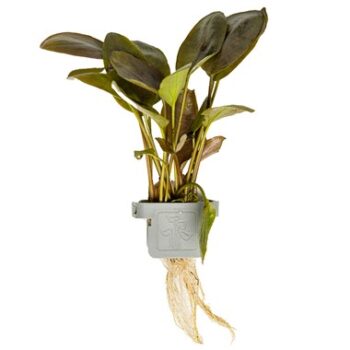 Tropica Lagenandra Meeboldii Red on clip