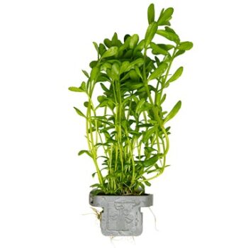 Tropica Bacopa Monnieri Compact on clip