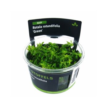 Stoffels Rotala rotundifolia Green in vitro