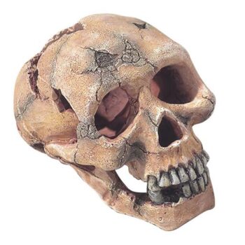 Aqua Della Skull L 15cm