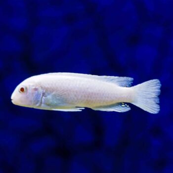 Pseudotropheus socolofi - White Snow Cichlid