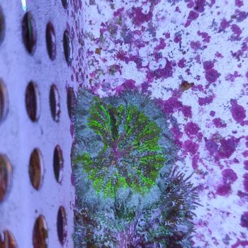 Stichodactyla tapetum-mini maxi carpet anemone 2 (47280)