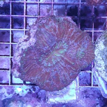 Australomussa A65 (59726)