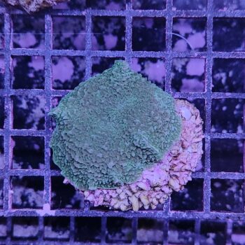 Rhodactis mussoides A72 (34400)