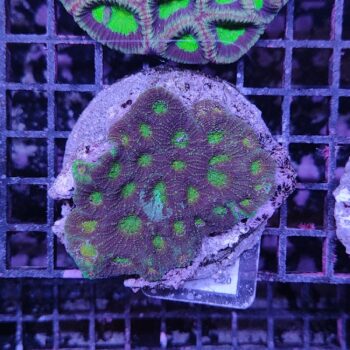 Acanthastrea echinata A20 (46782)