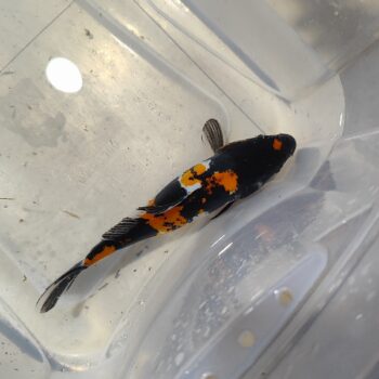 Cyprinus carpio- Koi Showa 25-26cm
