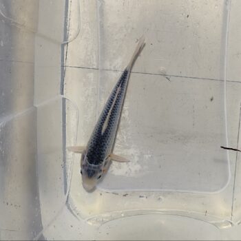 Cyprinus carpio-Asagi Koi 25-26 cm