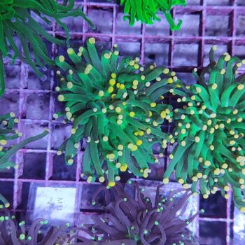 Euphyllia glabrescens M1