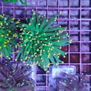 Euphyllia glabrescens M6