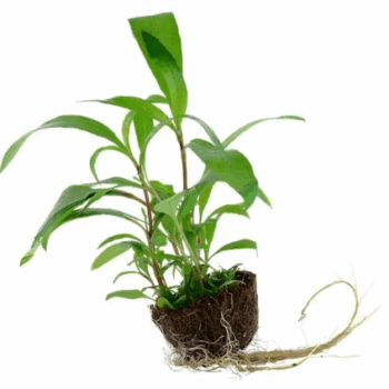 Tropica Hygrophila Corymbosa 'Siamensis 53B' mini pot in single package