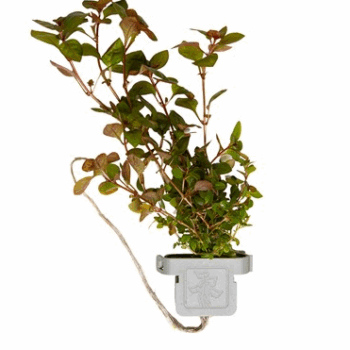 Tropica Ludwigia Palustris Super Red on clip