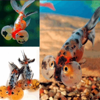 Carasius auratus - Bubble Eye Goldfish 8-9cm