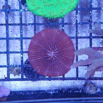 Fungia red (48404)