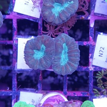 Caulastrea N99